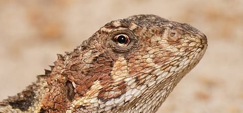 Rare reptiles are moving up mountains as the world warms. They can’t keep doing it forever