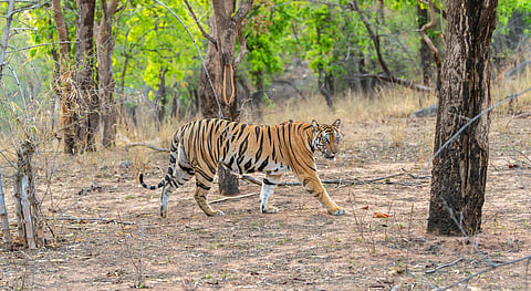 Centre right to champion vision where roar of the tiger and voices of tribal communities are heard in harmony