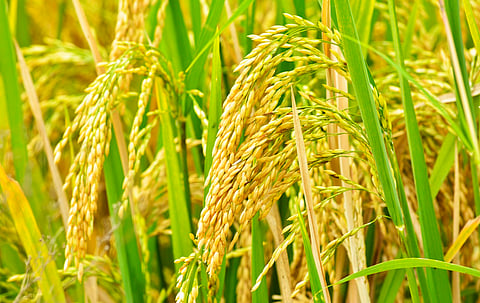 Centre’s claims about gene-edited rice varieties don’t match up, analysis of ICAR data shows
