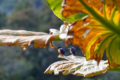 Seven countries secure $5.8million from Kunming Biodiversity Fund to make agriculture more nature friendly