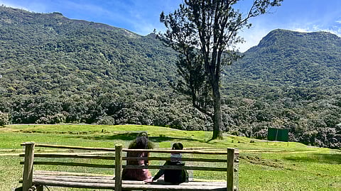 How Pampadum Shola’s fight against wattle invasion is reshaping India’s restoration story