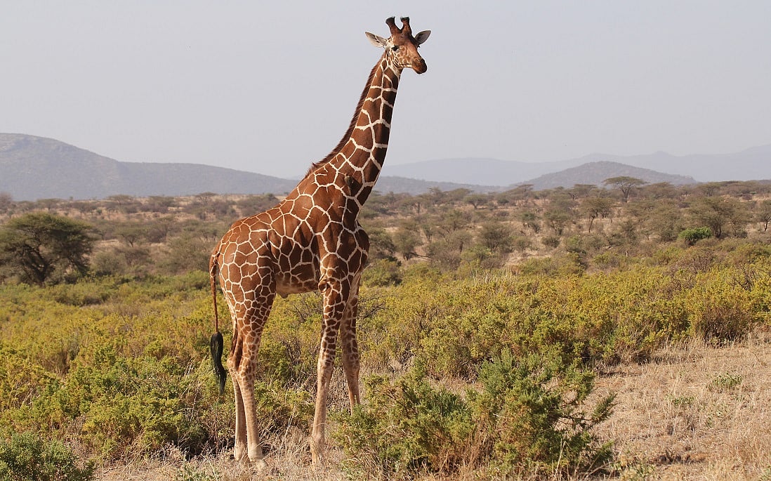 Giraffe Evolution: Long Legs Key to Energy Efficiency and Survival
