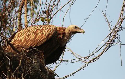 Long billed vulture, Gyps tenuirostris, Kaziranga, National park, Assam, India stock photo