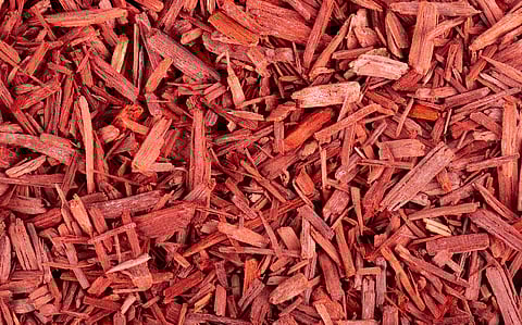 Centre increases export quota for legal red sanders