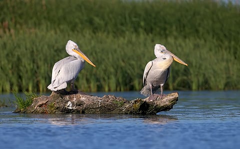 Ukraine’s massive nature project is helping veterans and land recover