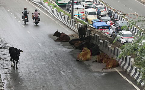 Is it high noon for India’s stray cattle and dogs?