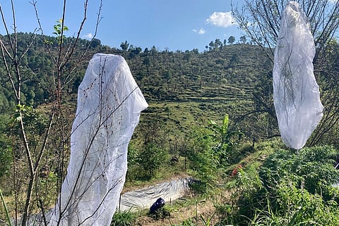 In Uttarakhand, the decline of pollinators threatens not just agriculture, but the ecological balance itself