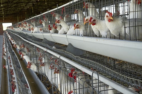 WAAW 2025: Water treatment & biosecurity — twin pillars of profitable poultry management 