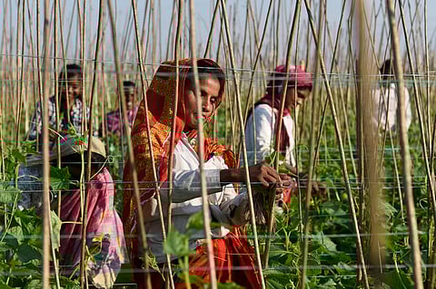 Indian farmers, experts urge government to reject expansion of global plant genetic resources treaty