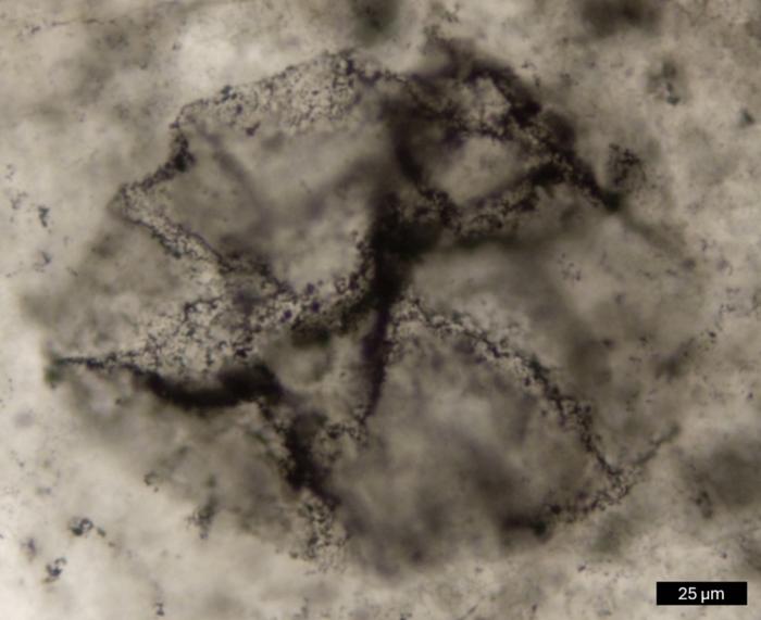 The black features within this thin slice of rock are 2.5-billion-year-old microbial structures. This study suggests that the organic matter preserved within this complex microbial community may have been produced by photosynthetic microorganisms.