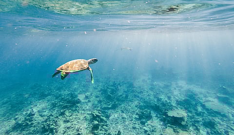 France and Brazil back new ‘Ocean Taskforce’ at COP30, marking major push to embed ocean solutions in climate plans