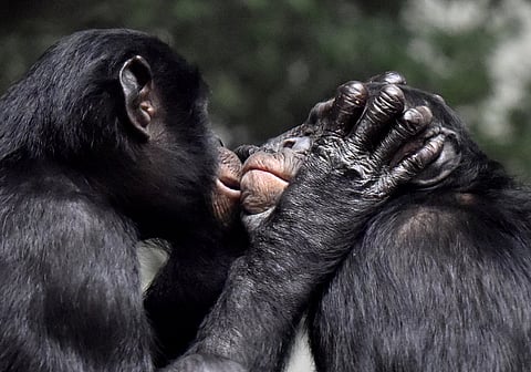 When did kissing evolve and did humans and Neanderthals get off with each other? New research