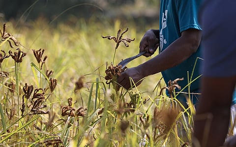 Millets: Return of the prodigal crops