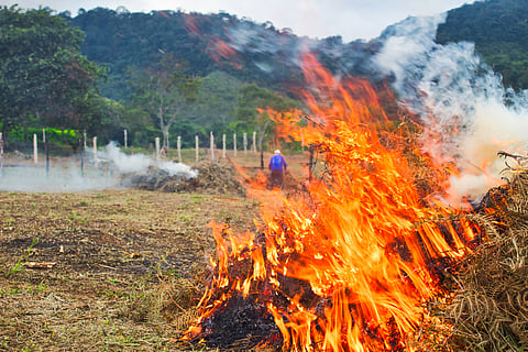 The annual witch-hunt of farm stubble burning masks the real policy culprits