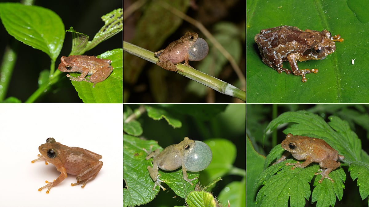 Biodiversity Breakthrough: 13 New Bush Frog Species Discovered in ...