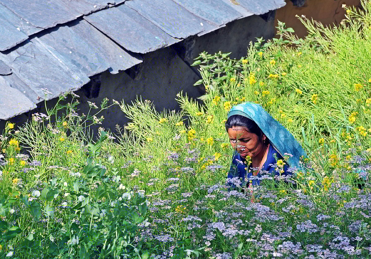 Seed keepers of the Himalayas: How mountain women protect India’s food heritage