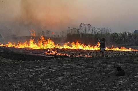 Why has Madhya Pradesh burnt more paddy stubble for the second year in a row?