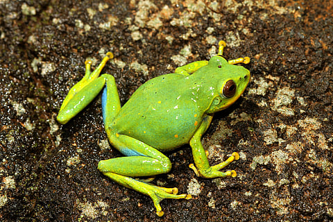 Raorchestes indigo is among the species from Western Ghats whose status has improved.
