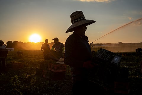 As US hunger rises, Trump administration’s ‘efficiency’ goals cause massive food waste