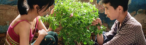 ‘The Botanist’ is a whispering meditation on solitude