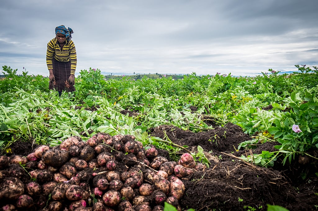 Nueva variedad de papa resistente al tizón tardío del Perú se adaptará en África Oriental
