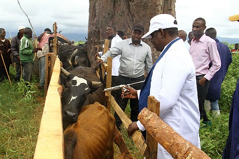 Tanzania launches major livestock vaccination drive to protect rural livelihoods