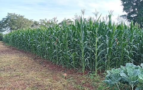 False data: Zimbabwe’s ‘bumper maize harvest’ that never was