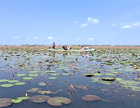 Waterlily bloom in paddy fields of Kuttanad — boon or bane?