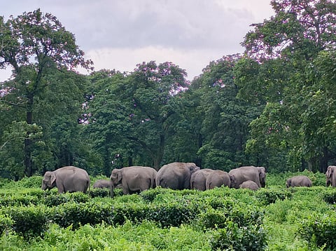 In Jalpaiguri, West Bengal’s tea country, small-scale paddy growers are turning to tea cultivation as a defence against recurring elephant incursions.