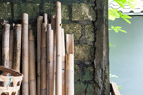 Maharashtra mandates 5–7% bamboo biomass blending in coal plants