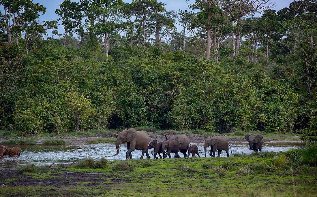 Sub-Saharan Africa lost 24% of its biodiversity since pre-industrial times, says study