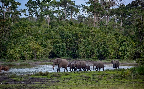 Sub-Saharan Africa lost 24% of its biodiversity since pre-industrial times, says study