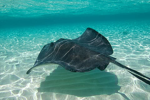 What do stingrays actually eat? New study reveals some only prefer a single type of prawn