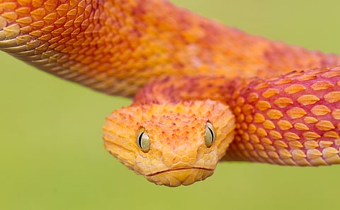 Extreme heat, combined with land use change, may push nearly 8,000 species to extinction