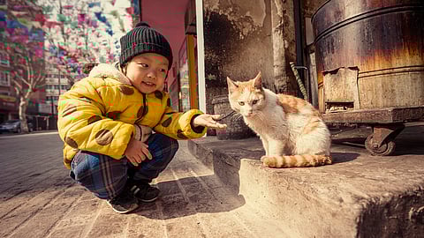 Domestic cats reached China via the Silk Road during the Tang Period, claims study