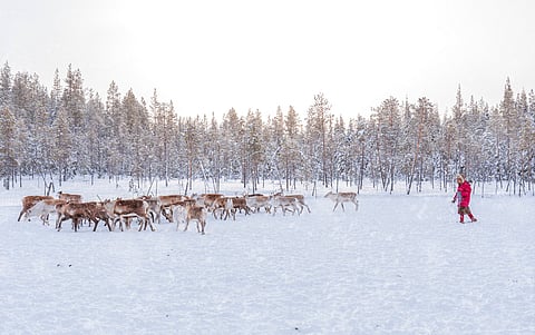 Sweden’s mining industry is threatening the Indigenous Sami people’s way of life