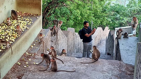 The Centurion’s (Indian) macaque: New study points to trade in live animals between India and Roman Egypt