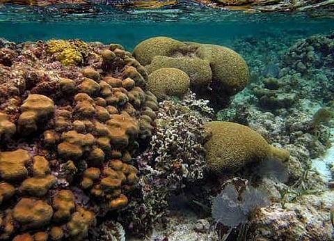 Coral reef in Mahahual, Mexico, in 2011 