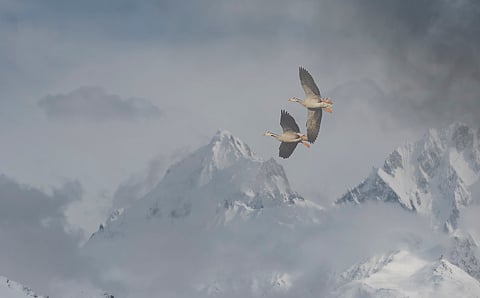 From Bihar’s plains to Tibet’s high plateau: First tracking study of bar-headed goose reveals new insights