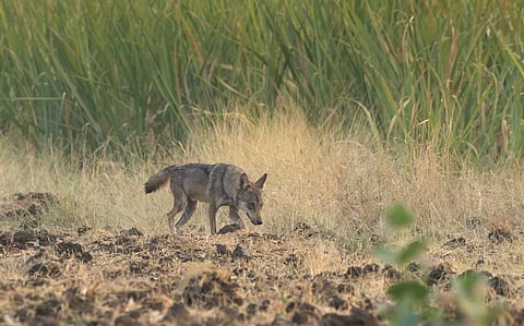 Not ‘wastelands’: Western India’s savannas have existed for centuries, medieval Marathi literature reveals