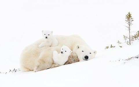 Polar bears in southeast Greenland are changing their DNA to adapt and survive in a warming Arctic: Study
