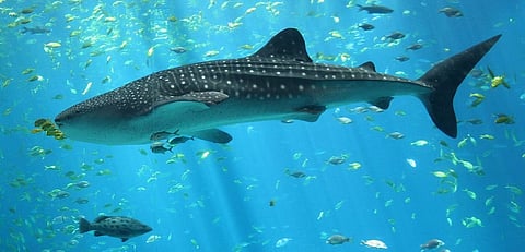 Sharks and rays get a major win with new international trade limits for 70+ species