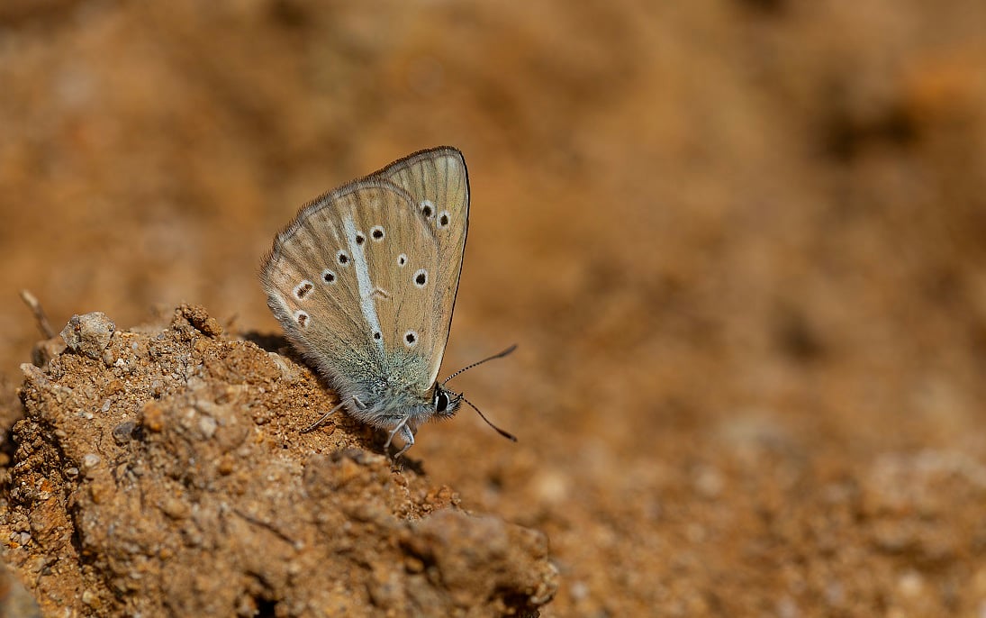 A butterfly is the face of COP17 to be held next year in Yerevan
