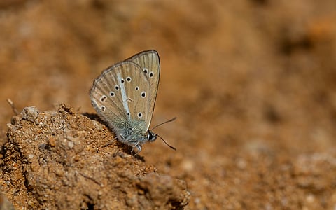 A butterfly is the face of COP17 to be held next year in Yerevan