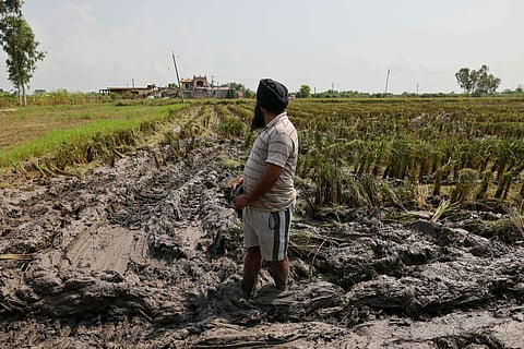 A Punjab farmer surveys the ruins of his fields after the August 2025 floods.