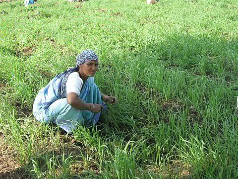 For regional councils working closely with farmers, certification involves training, building understanding of standards, repeated field inspections and peer appraisal, all of which take time.
