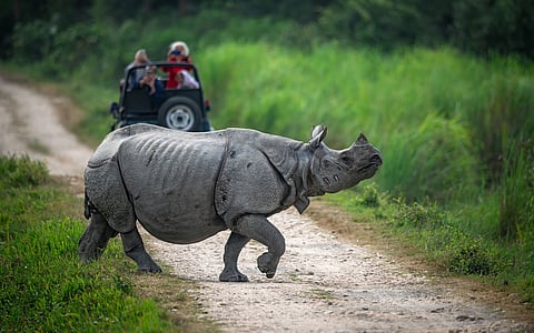 Mainstream conservation is a capitalist approach, deeply rooted in the politics-nature relationship