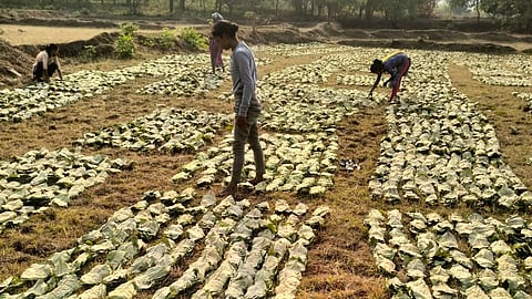 Tendu leaves laid out for sun-drying and sorting by community members. 