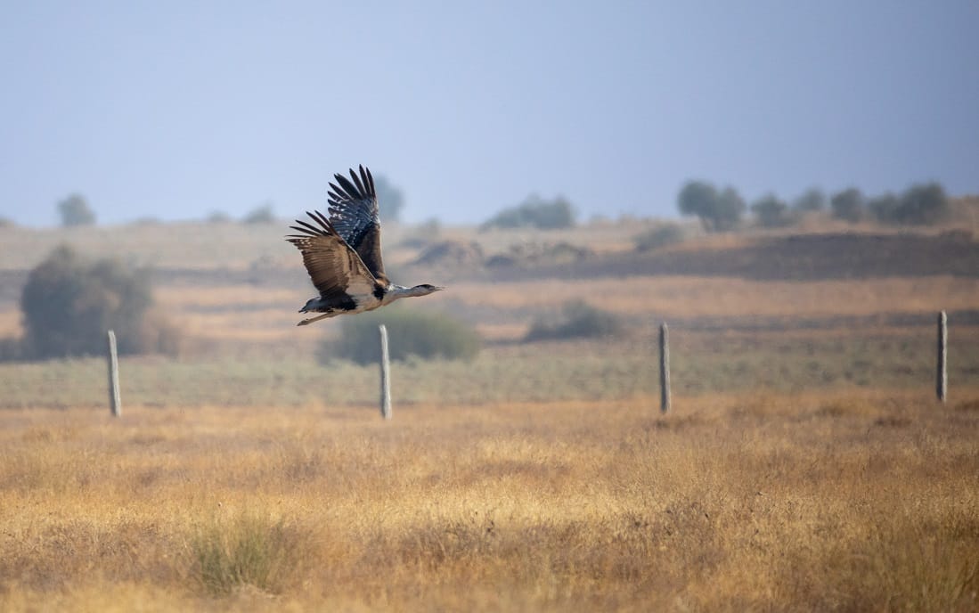 India's wildlife and biodiversity need more share in CSR allocations