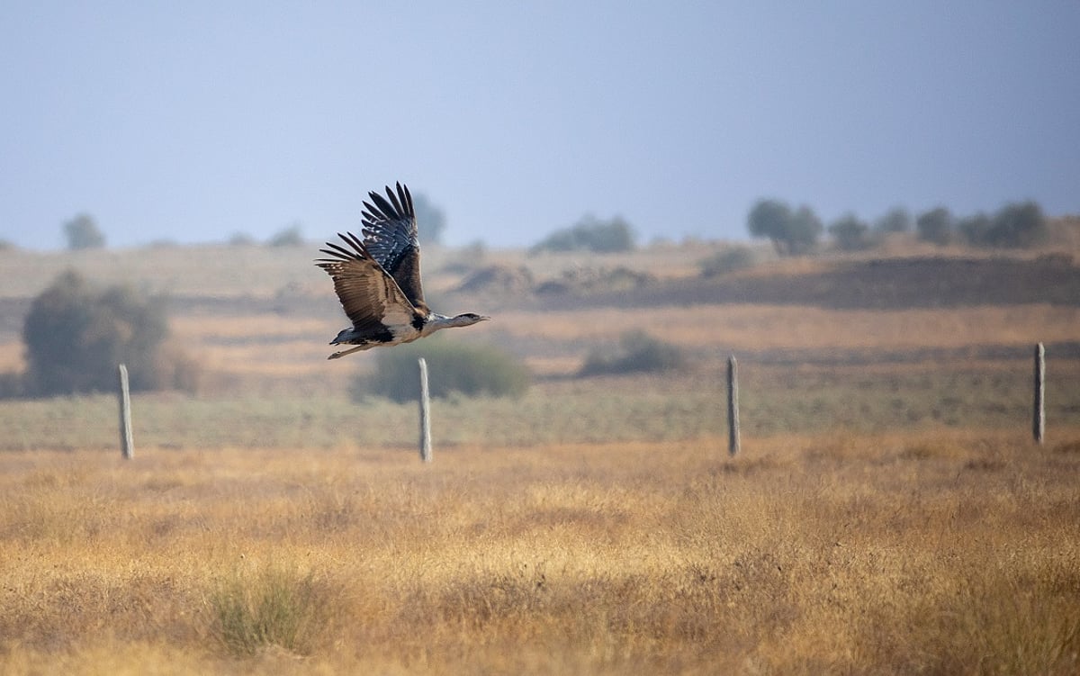 India's wildlife and biodiversity need more share in CSR allocations